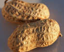 A new Spanish peanut variety called OLé
