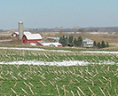 Winter rye crop in a no-till corn field