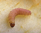 A mature codling moth larva on a sliced apple