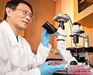 Microbiologist Qingzhong Yu examines recombinant Newcastle disease virus
