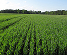 Appalachia Wheat growing