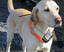 Detector dog named “Tig”
