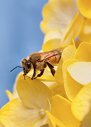 USDA ARS Online Magazine Bee