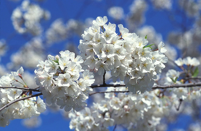 Japanese cherry blossom trees.