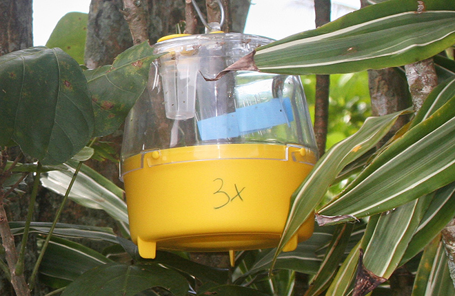 A lure trap for melon flies being tested in a field.