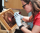 ARS technician Lucy Snyder selects bee larvae from honeycombs.