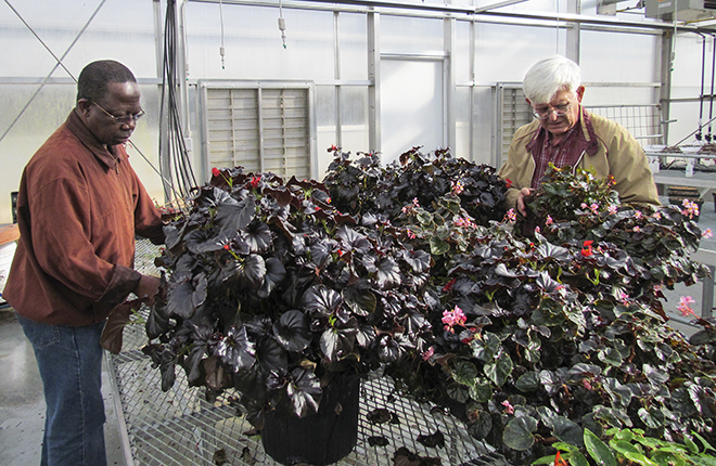ARS geneticists review begonias.