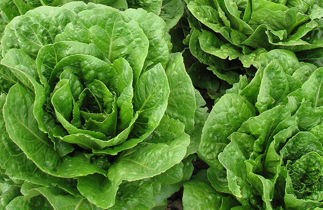 Romaine lettuce.
