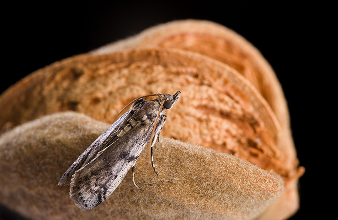 Adult navel orangeworm moth on almonds.