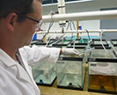 Scientist adding a solution into a fish tank.