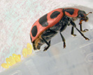Lady beetle.