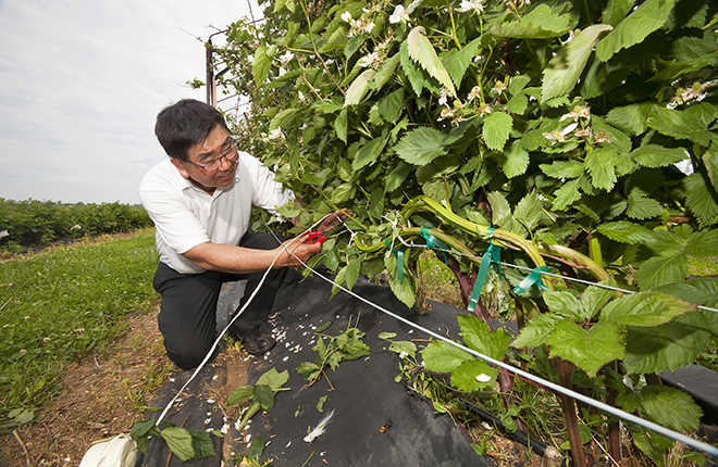 Horticulturist ties blackberry canes to training wire.