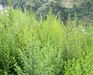 A wild population of Artemisia annua.