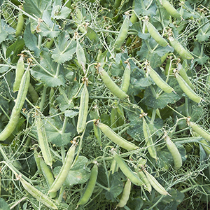 Hampton, a new edible dry pea variety.