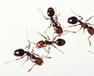 Close-up of tropical fire ants.