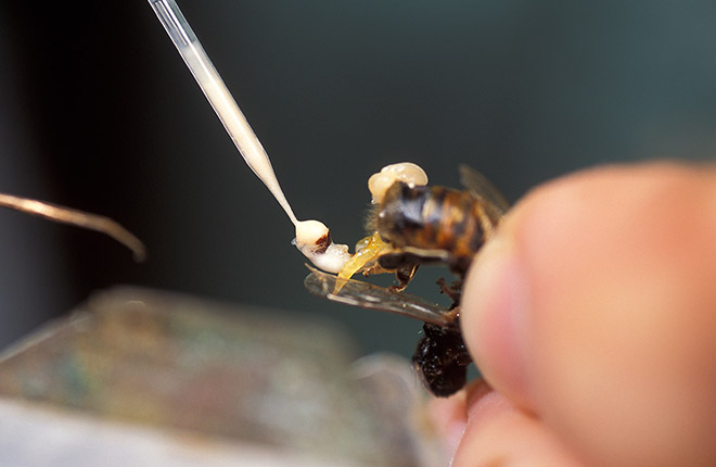Semen being collected from a honey bee with a capillary tube.