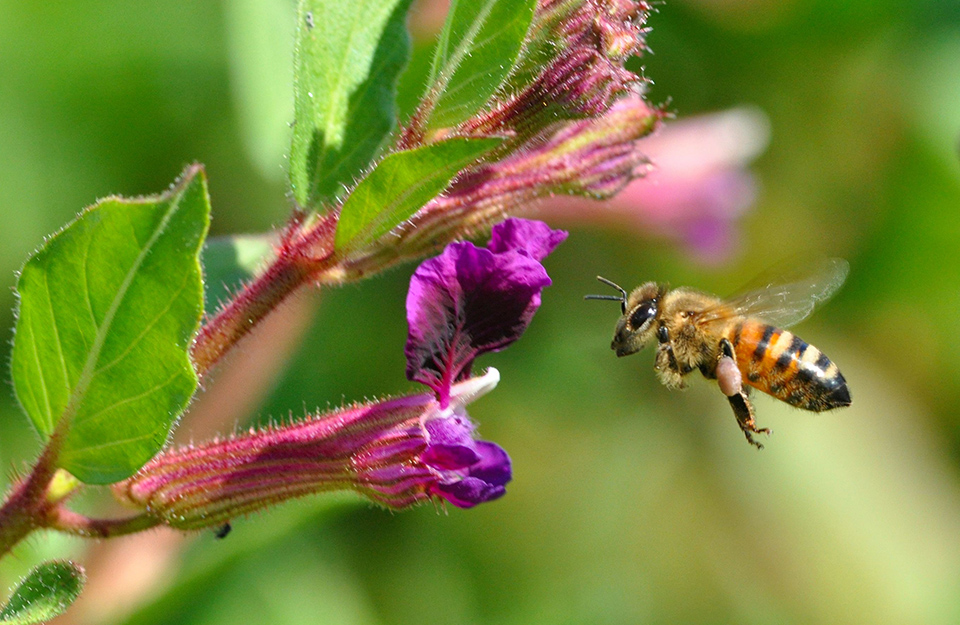 Honey bee in flight.