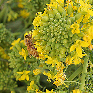 Honey bee on rapini flowers.