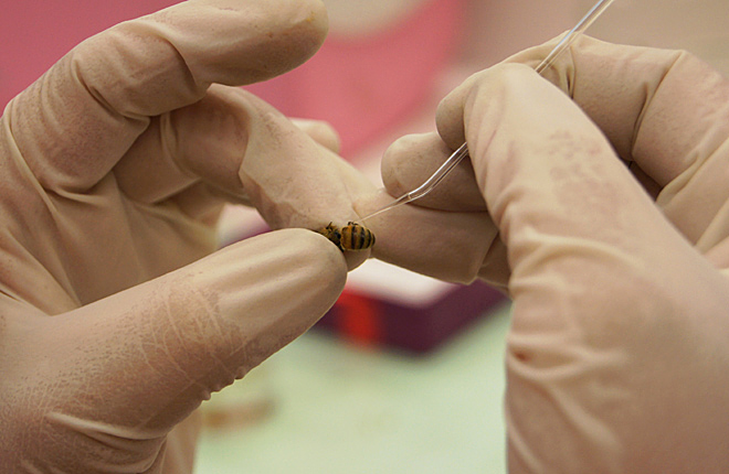 Analysis of a honey bee in the lab.