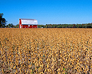 Field of soybeans.