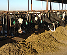 Dairy cows feeding.