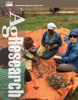 Scientist threshing beans with farmers in Uganda.