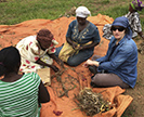 Scientist threshing beans with farmers in Uganda.