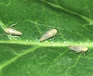 Beet leafhopper on a leaf
