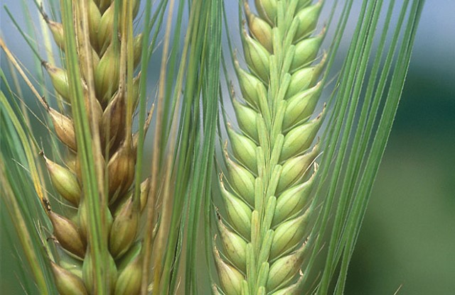 Diseased and healthy barley