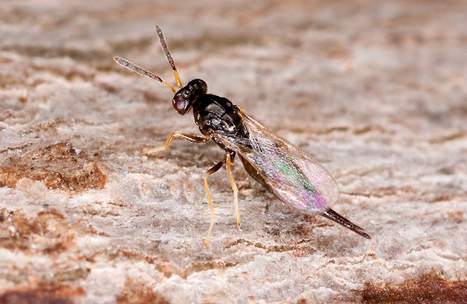 Parasitic wasp, T. planipennisi