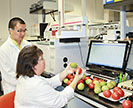 Two ARS scientists examine tomatoes in the lab