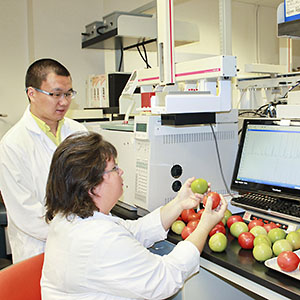 Two ARS scientists examine tomatoes in the lab