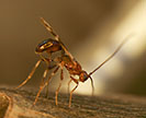 Parasitic wasp from Russia