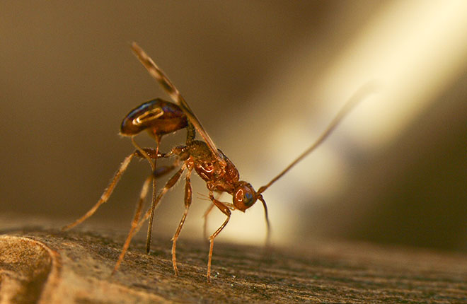 Parasitic wasp from Russia