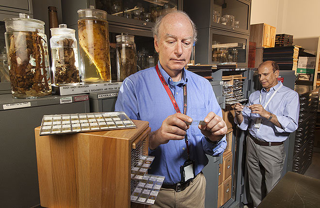Two ARS scientists examining slides of nematodes