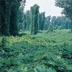 Kudzu covering land and trees