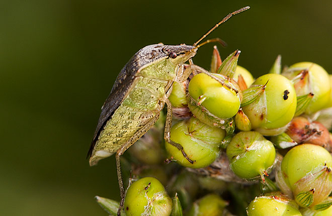 A brown stink bug on a grain sorghum head