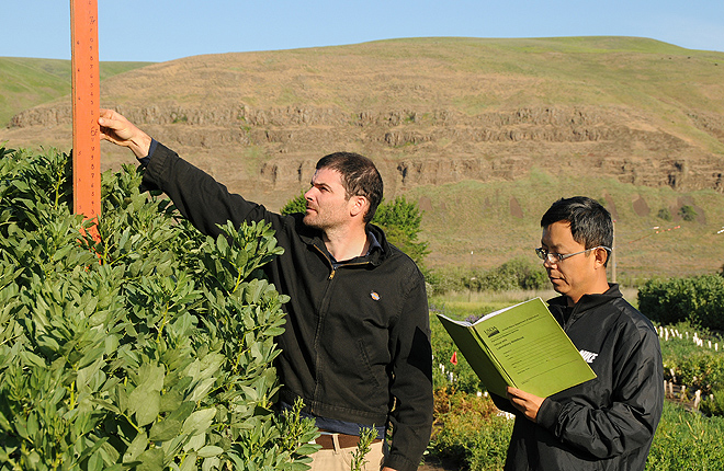 ARS scientists measure faba bean plant