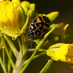 Harlequin bug on flowering mustard greens plant