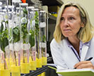 ARS technician inspecting citrus plants in the lab
