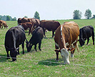 Cattle grazing on Tifton 85 bermudagrass