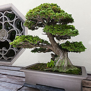 Hinoki Cypress bonsai tree