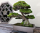 Hinoki Cypress bonsai tree