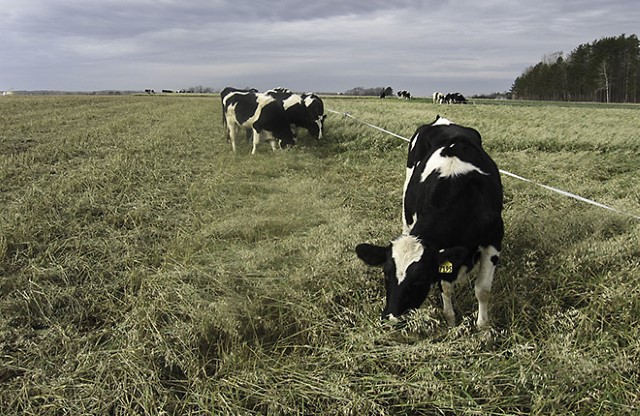 Dairy cattle grazing fall-grown Ogle oat