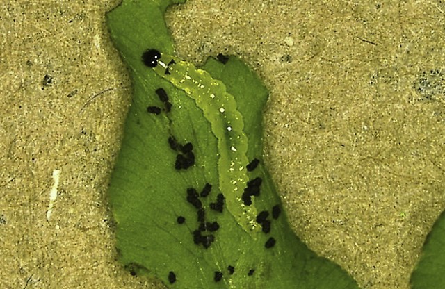 A green caterpillar Lygomusotima stria