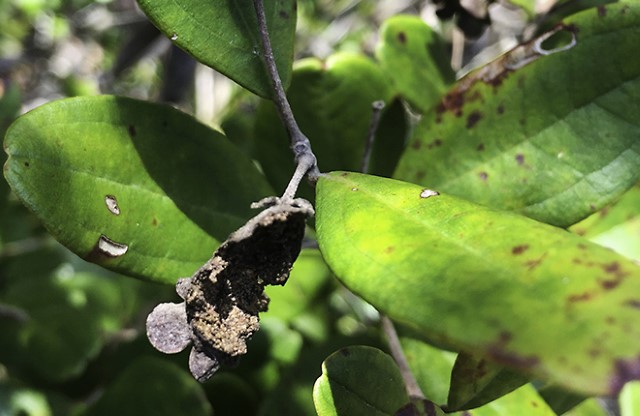 Plant with rust and Idiophantis larvae damage