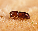 Female redbay ambrosia beetle