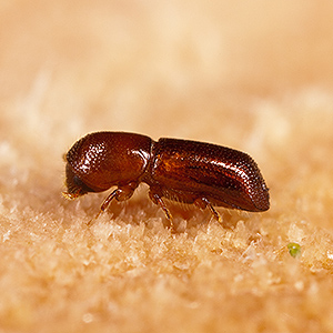 Female redbay ambrosia beetle