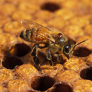 Adult honey bee with a Varroa mite on it
