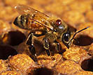 Adult honey bee with a Varroa mite on it